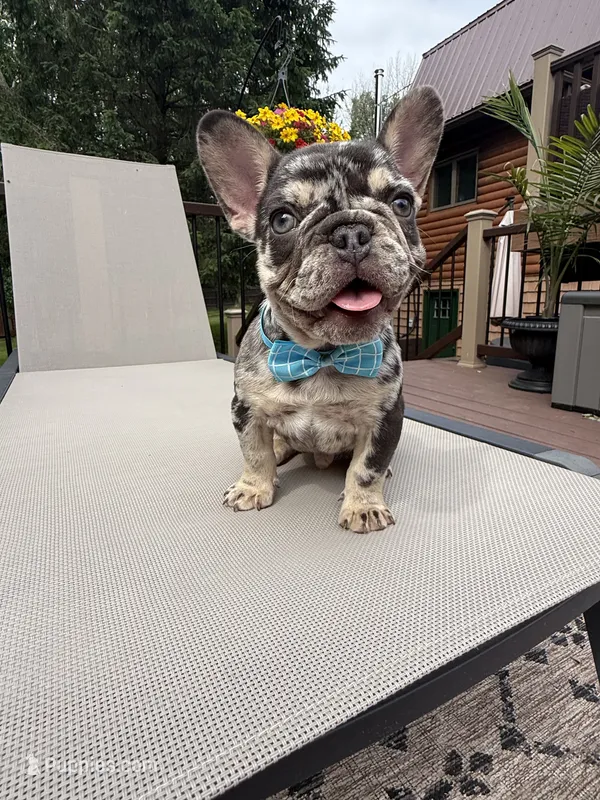 Rolo  – French Bulldog puppy for sale in Sodus, NY