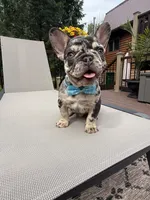 Rolo , a male French Bulldog for sale in Sodus, NY – 1 of 5