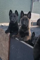 processed/d08269d8-a3d5-4e0b-ae17-9d7786b2b092/listing/3b2923ef-ab80-4a58-9d79-68ea3f0b258c/9711de90-29f6-47aa-9534-6292a1d4f5dd