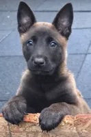 processed/d08269d8-a3d5-4e0b-ae17-9d7786b2b092/listing/fa15b784-696f-4818-af73-161a7cf391be/a1e854fa-037a-4d69-ac57-e14208ad98d7