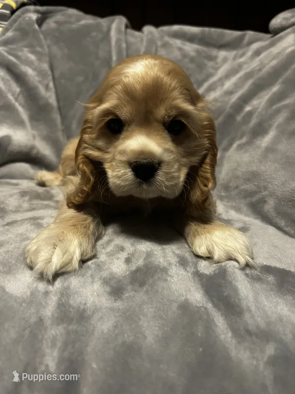 Buff Male – Cocker Spaniel puppy for sale in Harlem, GA