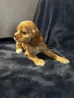 Red Female, a female Cocker Spaniel for sale in Harlem, GA – 2 of 3