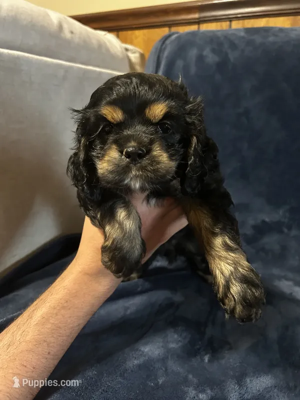 Black/Tan Female – Cocker Spaniel puppy for sale in Harlem, GA