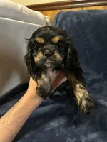 Black/Tan Female, a female Cocker Spaniel for sale in Harlem, GA – 1 of 3