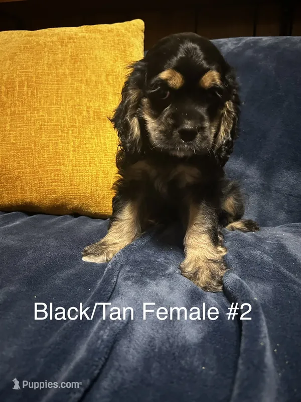 Black/Tan Female #2 – Cocker Spaniel puppy for sale in Harlem, GA
