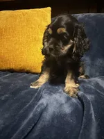 Black/Tan Female #2, a female Cocker Spaniel for sale in Harlem, GA – 2 of 3