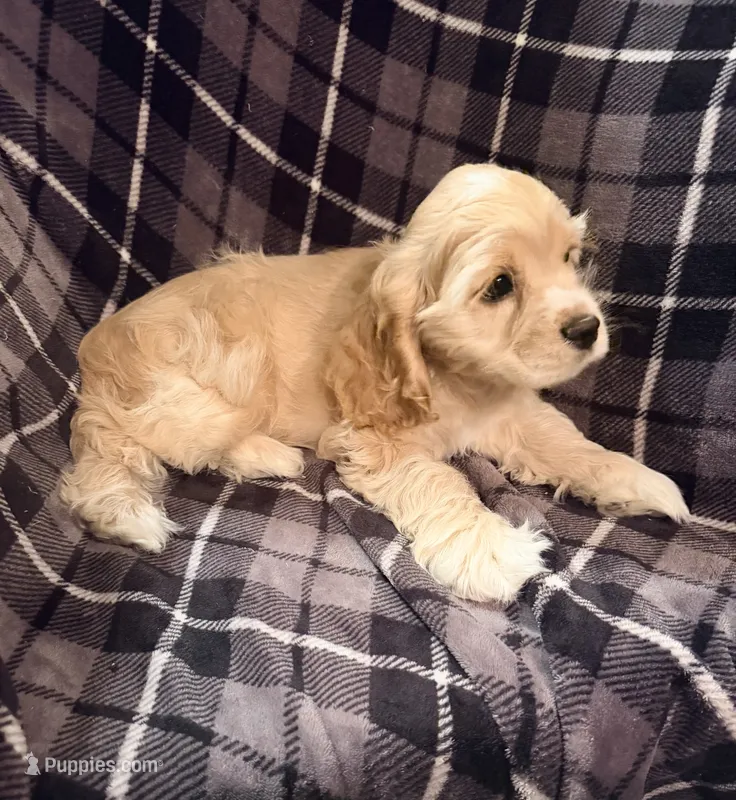 Buff Male – Cocker Spaniel puppy for sale in Harlem, GA