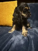 Black/Tan Female #2, a female Cocker Spaniel for sale in Harlem, GA – 3 of 3