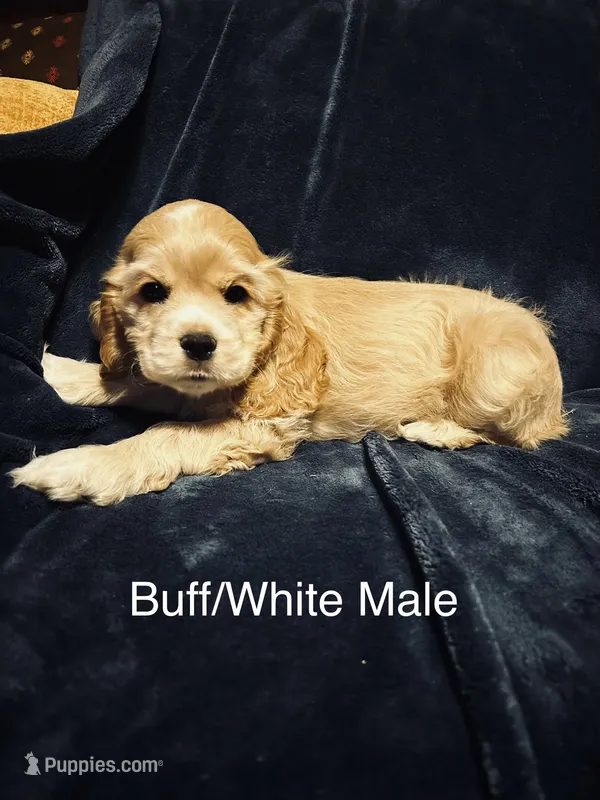 Buff Male – Cocker Spaniel puppy for sale in Harlem, GA