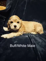 Buff Male, a male Cocker Spaniel for sale in Harlem, GA – 1 of 3