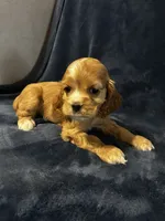 Red Female, a female Cocker Spaniel for sale in Harlem, GA – 3 of 3