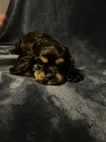 Black/Tan Female, a female Cocker Spaniel for sale in Harlem, GA – 2 of 3