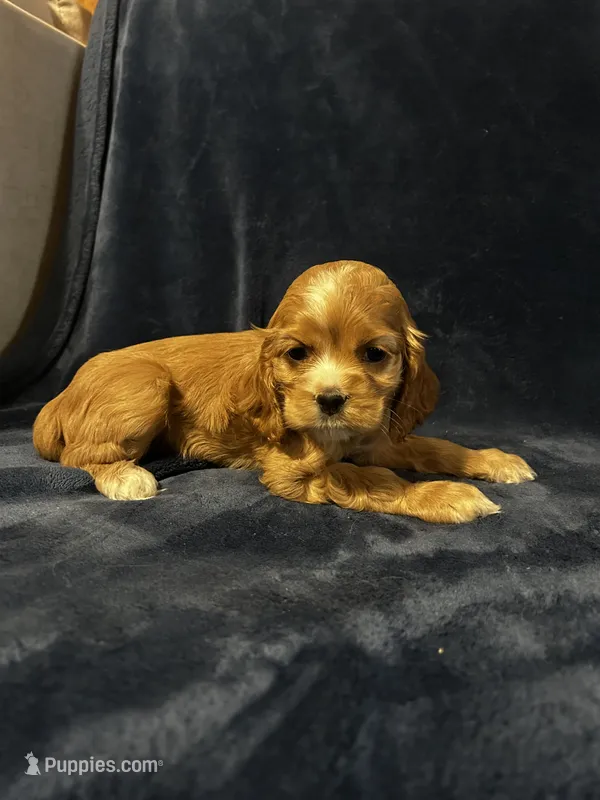 Red Female – Cocker Spaniel puppy on hold in Harlem, GA
