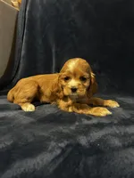 Red Female, a female Cocker Spaniel for sale in Harlem, GA – 1 of 3