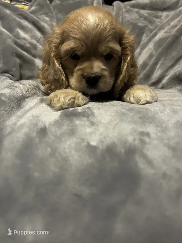 Buff Female – Cocker Spaniel puppy for sale in Harlem, GA