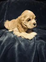 Buff Male, a male Cocker Spaniel for sale in Harlem, GA – 3 of 3