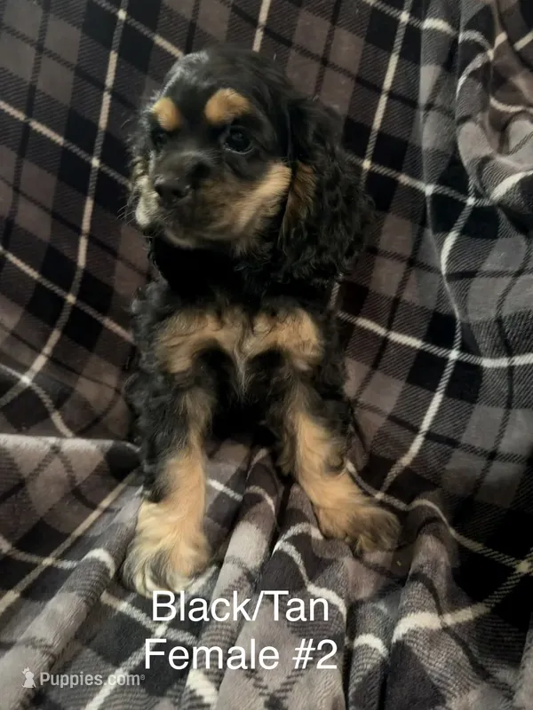 Black/Tan Female #2 – Cocker Spaniel puppy for sale in Harlem, GA