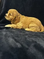 Buff Male, a male Cocker Spaniel for sale in Harlem, GA – 3 of 3