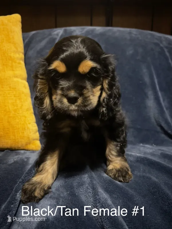Black/Tan Female #1 – Cocker Spaniel puppy for sale in Harlem, GA