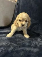 Buff Female, a female Cocker Spaniel for sale in Harlem, GA – 3 of 3
