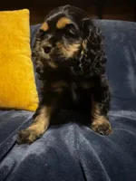 Black/Tan Female #1, a female Cocker Spaniel for sale in Harlem, GA – 2 of 3