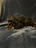 Black/Tan Female, a female Cocker Spaniel for sale in Harlem, GA – 3 of 3