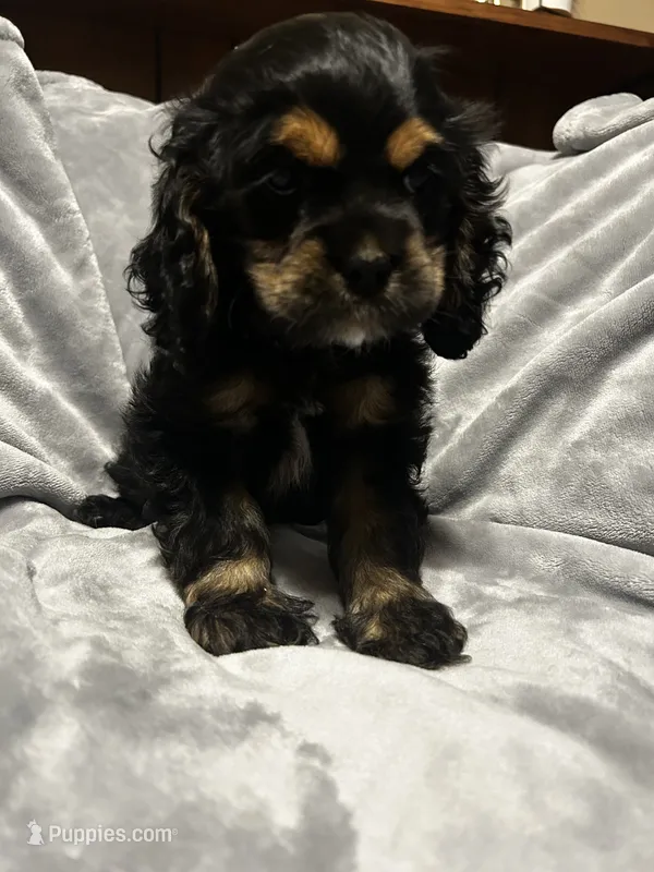 Black/Tan Female – Cocker Spaniel puppy for sale in Harlem, GA