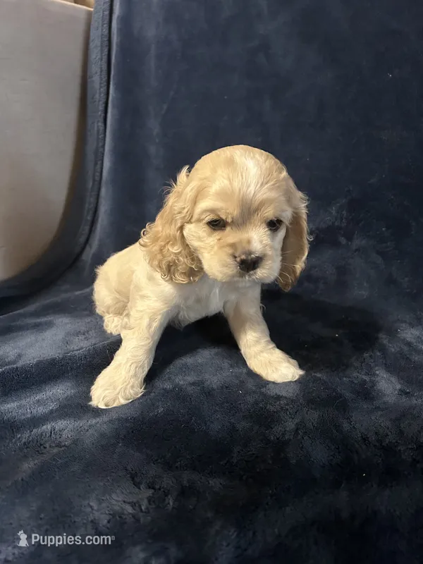 Buff Female – Cocker Spaniel puppy for sale in Harlem, GA