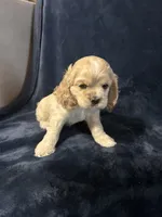 Buff Female, a female Cocker Spaniel for sale in Harlem, GA – 1 of 3