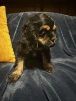 Black/Tan Female #1, a female Cocker Spaniel for sale in Harlem, GA – 3 of 3
