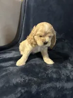 Buff Female, a female Cocker Spaniel for sale in Harlem, GA – 2 of 3