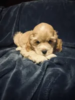 Buff Male, a male Cocker Spaniel for sale in Harlem, GA – 2 of 3