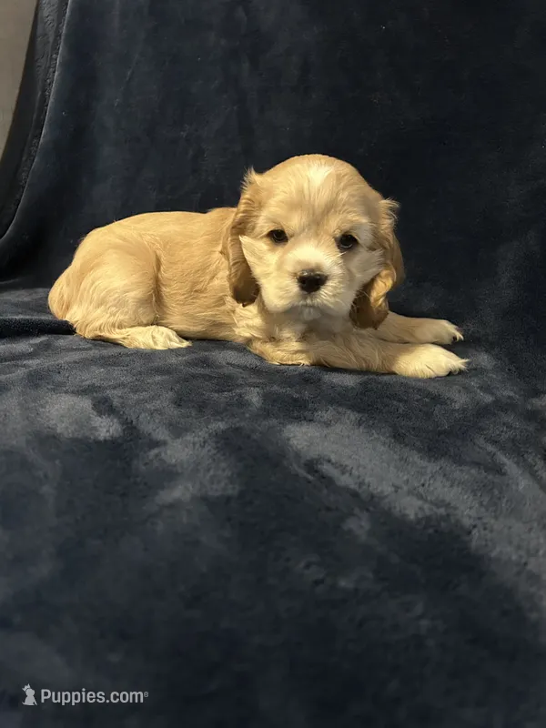 Buff Male – Cocker Spaniel puppy for sale in Harlem, GA