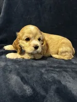 Buff Male, a male Cocker Spaniel for sale in Harlem, GA – 2 of 3