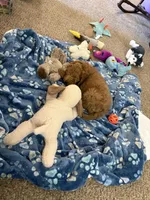 Kobe, a male Miniature Goldendoodle for sale in Saint Cloud, MN – Photo 2 of 3