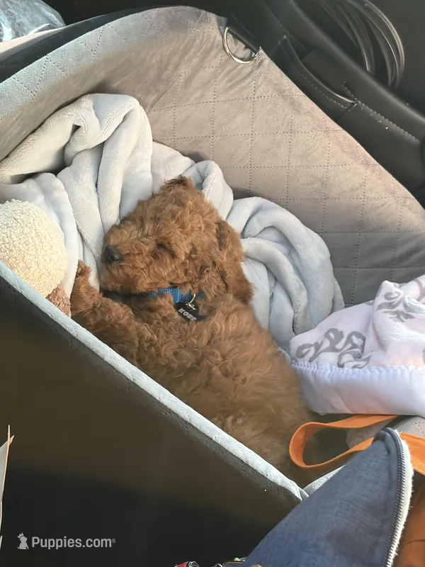 Kobe, a male Miniature Goldendoodle for sale in Saint Cloud, MN – Photo 1 of 3