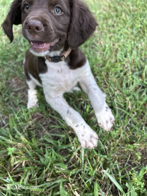 Jack-e – Brittany puppy for sale in Morganton, NC