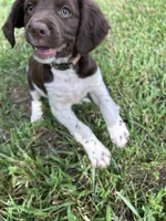 Jack-e, a female Brittany for sale in Morganton, NC – 1 of 2