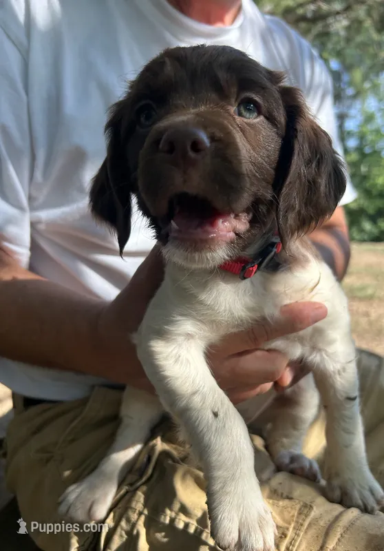 Abliene – Brittany puppy for sale in Morganton, NC