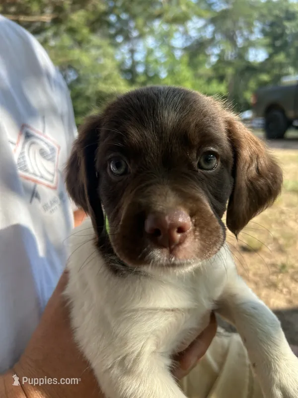 Crystal – Brittany puppy for sale in Morganton, NC