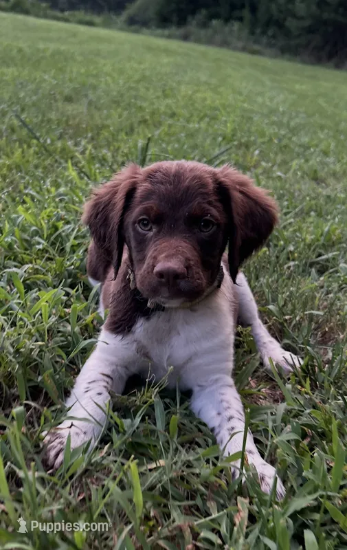 Memphis – Brittany puppy for sale in Morganton, NC