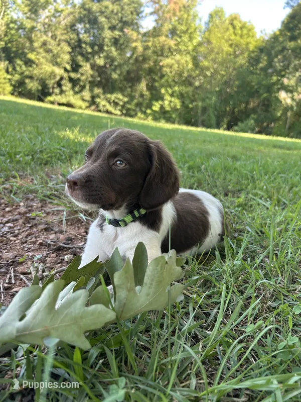 Crystal – Brittany puppy for sale in Morganton, NC