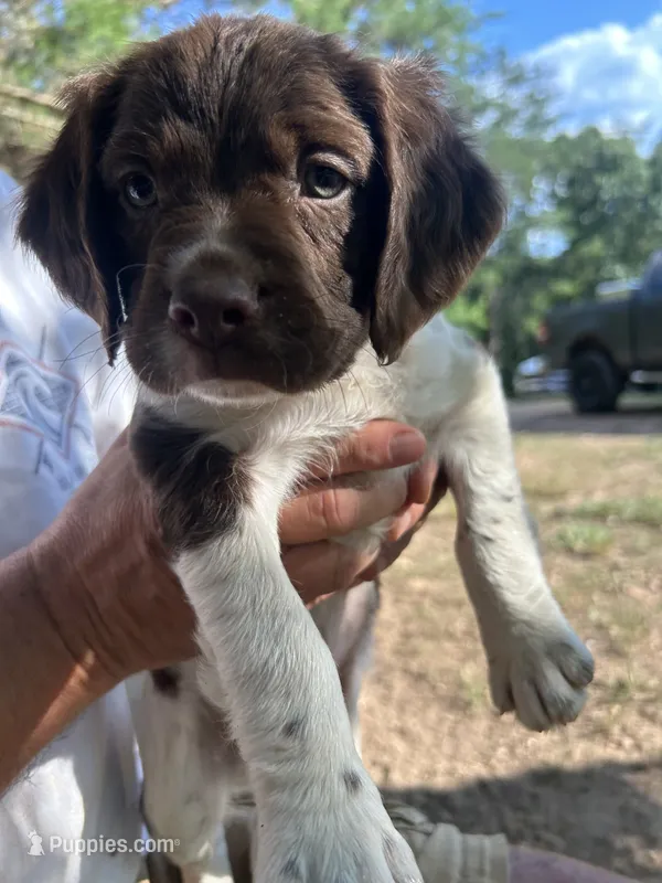Tex – Brittany puppy for sale in Morganton, NC