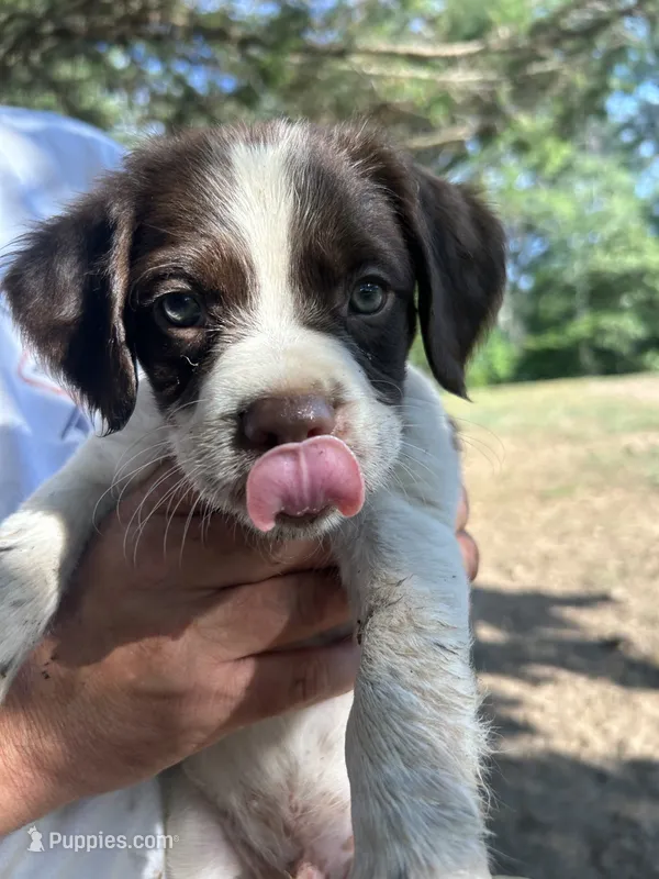 Smokey – Brittany puppy for sale in Morganton, NC