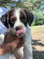 Smokey, a male Brittany for sale in Morganton, NC – 1 of 1