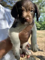 Baby, a female Brittany for sale in Morganton, NC – 1 of 1