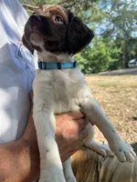 Rain, a female Brittany for sale in Morganton, NC – 1 of 1