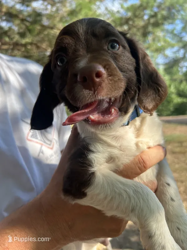 Tennessee – Brittany puppy for sale in Morganton, NC