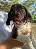 Tennessee, a male Brittany for sale in Morganton, NC – 1 of 1