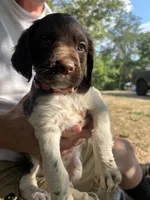 Jack-e, a female Brittany for sale in Morganton, NC – 1 of 1